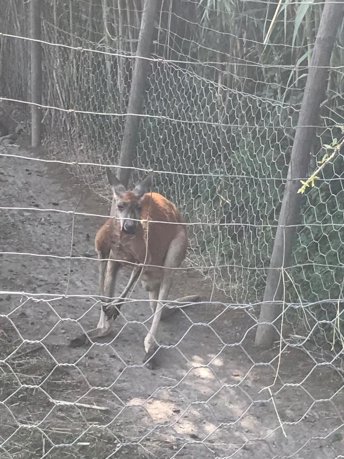 Gite Au Paradis, Parc Animalier Olmeta-di-Tuda Luaran gambar